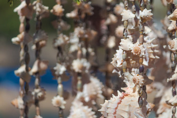 caracoles y conchas en la playa 
