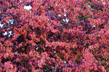 Flowering Crab Apple Tree