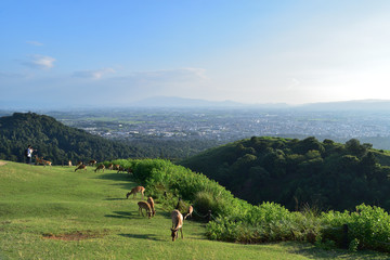 View of Nara Basin from Mt.Wakakusa