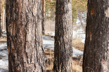 Fototapeta premium Winter in the forest. Winter mixed forest covered by snow hoarfrost. Wintry landscape.