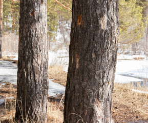 Winter in the forest. Winter mixed forest covered by snow hoarfrost. Wintry landscape.