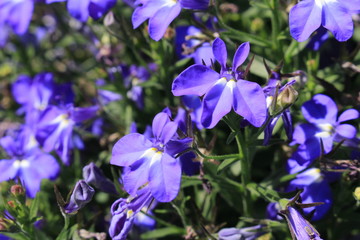 Blue "Trailing Lobelia Sapphire" flowers (or Edging Lobelia, Garden Lobelia) in St. Gallen, Switzerland. Its Latin name is Lobelia Erinus 'Sapphire', native to South Africa, Malawi and Namibia.