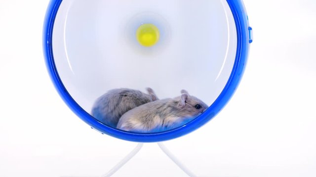 Two Cute Baby Hamsters Play On A Big Hamster Wheel Together