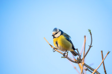 Eurasian blue tit in the nature
