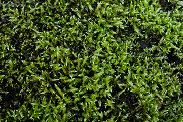 green grass background