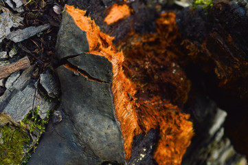 autumn leaves on fire