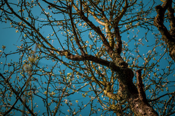 apple tree