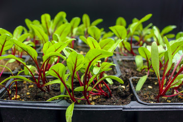 small beetroot plant seedlings with soil growing in planting pots isolated on a black background