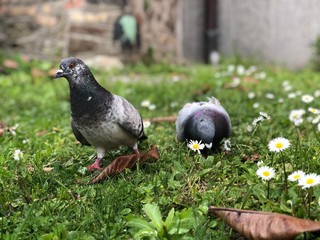 pigeon on green grass and flowers