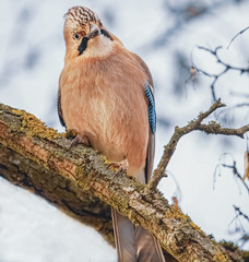 Eichelhäher im Baum
