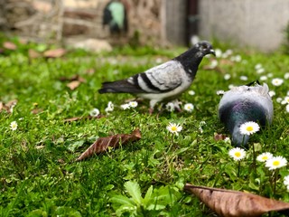 pair of  pigeons on the grass