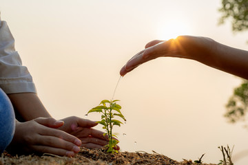 Hand nurturing and watering young baby plants growing in germination sequence on fertile soil at...