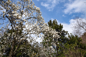 開花が始まった樹木公園のハクモクレン