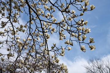 開花が始まった樹木公園のハクモクレン