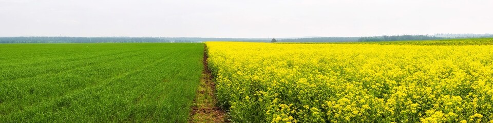 Yellow colza field and green wheat field separated by path in the morning in the fog at sunrise landscape. Wide panorama