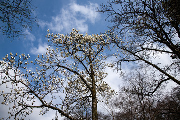 開花が始まった樹木公園のハクモクレン
