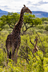 Giraffe and baby walking in the luscious green bush, Kruger National Park, South Africa