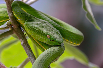 Green tree snake in jungle