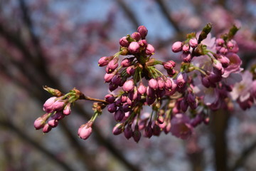 blooming cherry tree