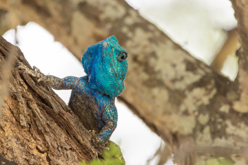 Blue headed lizard relaxing on a tree in the Kruger National Park