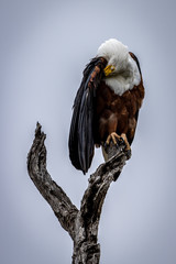 African fish eagle on a dead tree in the Kruger National Park