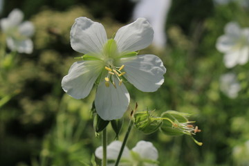 Hybrid "Meadow Cranesbill" flower (or Meadow Geranium) in St. Gallen, Switzerland. Its Latin name is Geranium Pratense 'Album'.