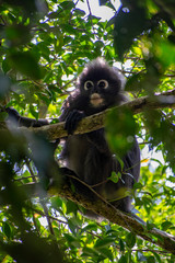 Dusky leaf monkey penang malaysia