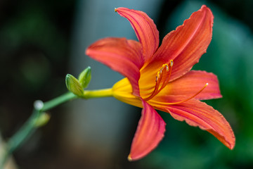 Red day lily in a garden