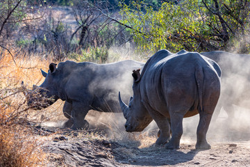 White rhinos playin early morning in the dust at Pilanesberg