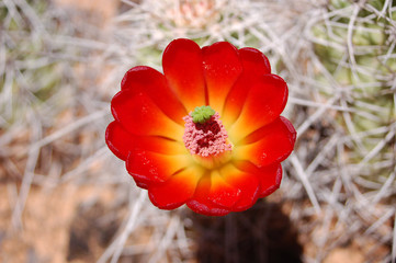 Close up of Cactus Bloom flowering in the desert of Southern Utah. 