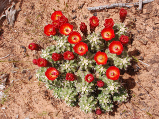 Close up of Cactus Bloom flowering in the desert of Southern Utah. 