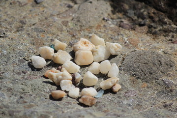 海岸で水晶探し