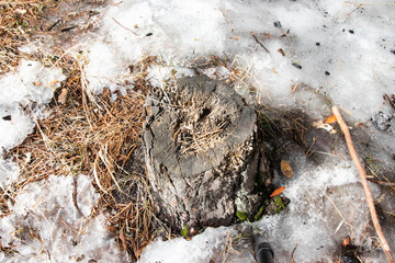  stump in coniferous snowy forest close-up