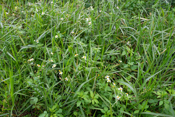background of green grass