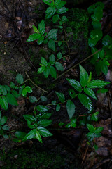 plants in the rain 