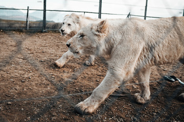 A beautiful colour background of a lion and lioness - most beautiful wild savana animal.