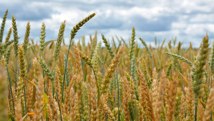 Obraz premium ears of wheat on a field background