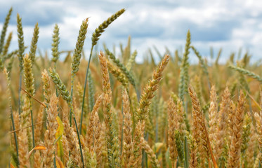 ears of wheat on a field background