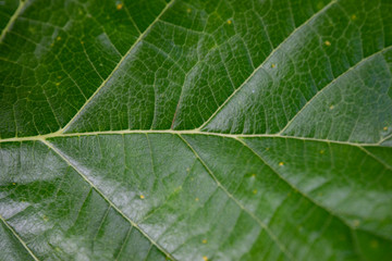 texture of green leaf