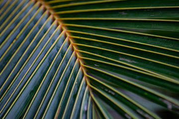 leaf of palm tree