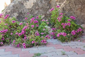 Violet Flowers along the Sidewalk near a Stone