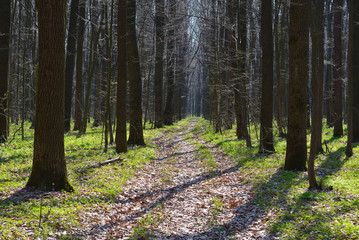 spring mixed forest with greenery