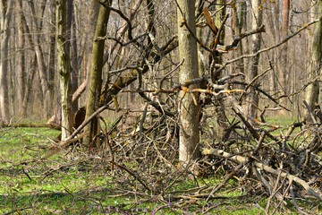 Fototapeta premium broken trees in the forest