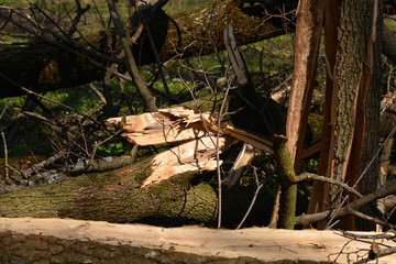 broken trees in the forest