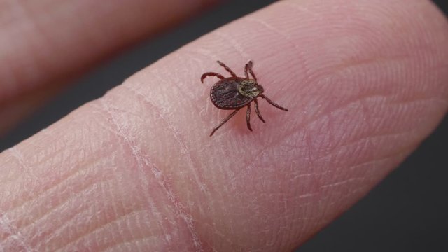 Blood-sucking mite tick creepes on the human finger to bite