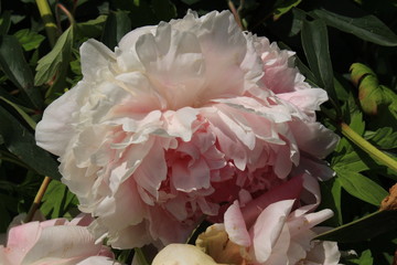 Pink "Chinese Peony" flower (or Common Garden Peony) in St. Gallen, Switzerland. Its Latin name is Paeonia Lactiflora, native to central and eastern Asia.