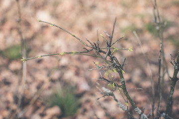buds on a spring bush
