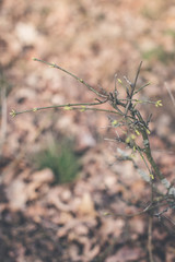 dry flowers in the field
