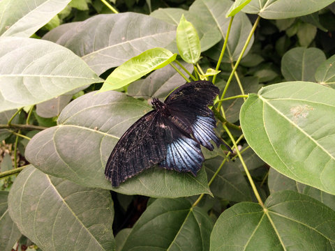 butterfly on a leaf