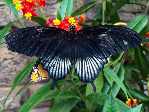 butterfly on flower
